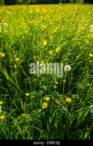 Butterblumen und Löwenzahn Uhren in einem Feld im Sommer Stockfoto