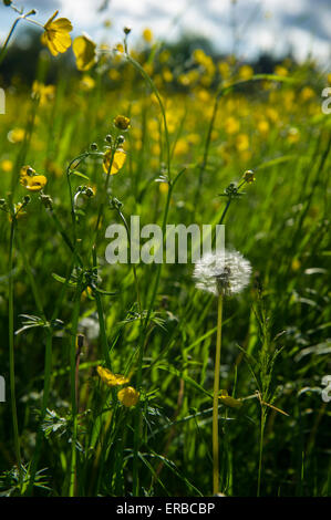 Butterblumen und Löwenzahn Uhren in einem Feld im Sommer Stockfoto