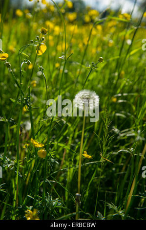 Butterblumen und Löwenzahn Uhren in einem Feld im Sommer Stockfoto