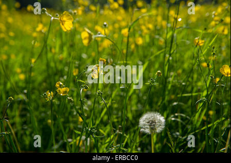 Butterblumen und Löwenzahn Uhren in einem Feld im Sommer Stockfoto