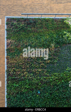 Lebende Wand von Grünpflanzen in Flughafen Christchurch Neuseeland