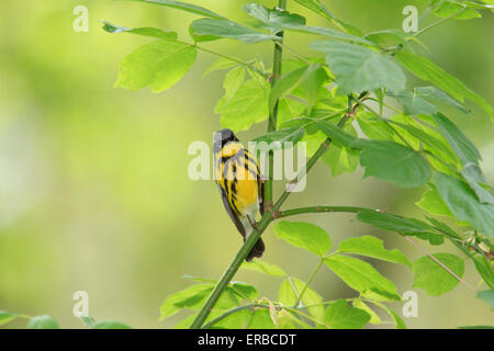 Magnolia Warbler (Setophaga Magnolie) auf einem Ast während der Frühjahrswanderung. Stockfoto