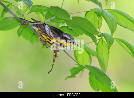 Magnolia Warbler (Setophaga Magnolie) in den Bäumen während der Frühjahrswanderung. Stockfoto