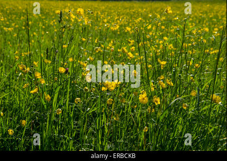 Butterblumen und Löwenzahn Uhren in einem Feld im Sommer Stockfoto