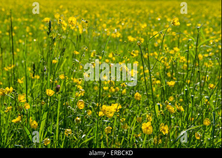 Butterblumen und Löwenzahn Uhren in einem Feld im Sommer Stockfoto