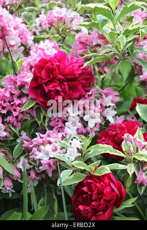 Krautige Pfingstrose Kansas gemischt mit Weigela 'Florida Variegata' Stockfoto