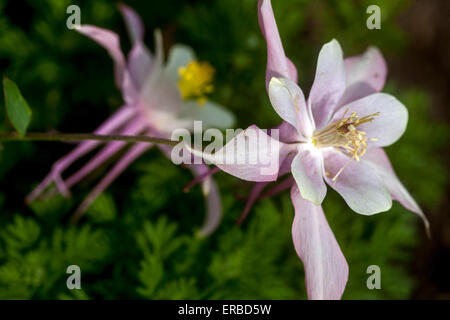 Aquilegia Nahaufnahme Blume rosa Columbine Stockfoto