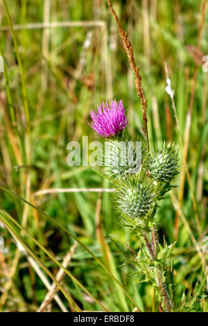 Kratzdistel (Cirsium Vulgare) wächst wild in einem Feld in Wiltshire, Vereinigtes Königreich. Stockfoto