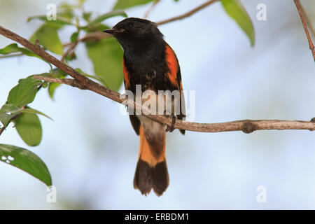 Männliche amerikanische Redstart (Setophaga Ruticilla) auf einem Ast, während der Frühjahrswanderung. Stockfoto