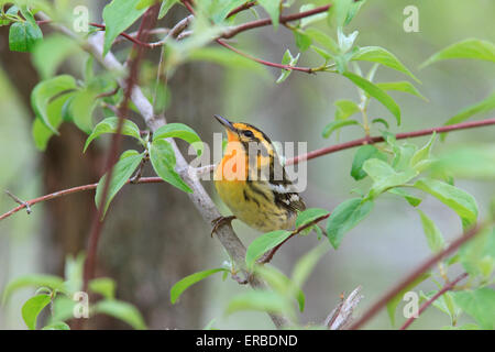 Männliche Blackburnian Grasmücke (Setophaga Fusca) Stockfoto