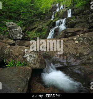 Frühling auf Dark Hollow Falls Trail im Shenandoah-Nationalpark, Virginia Stockfoto