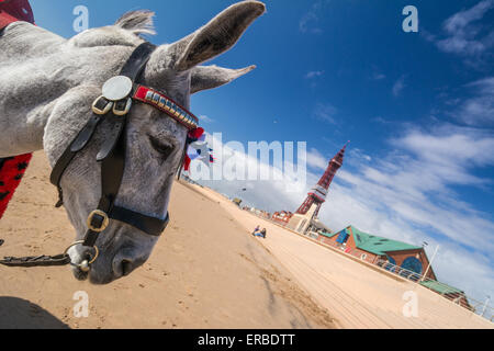 Blackpool, UK. 31. Mai 2015. UK-Wetter: Ein luftig, aber sonnigen Tag in Blackpool, Lancashire. Das Resort hofft für einen sonnigen und heißen Sommer, die Anzahl der Besucher der Stadt am Meer zu steigern.  Bildnachweis: Gary Telford/Alamy live-Nachrichten Stockfoto