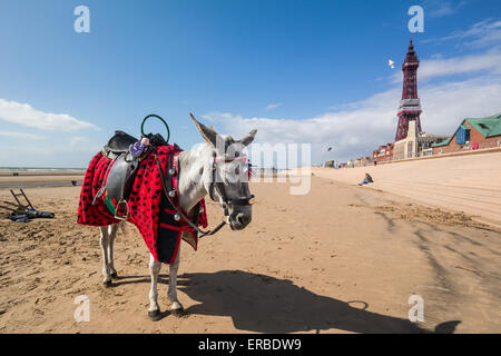 Blackpool, UK. 31. Mai 2015. UK-Wetter: Ein luftig, aber sonnigen Tag in Blackpool, Lancashire. Das Resort hofft für einen sonnigen und heißen Sommer, die Anzahl der Besucher der Stadt am Meer zu steigern.  Bildnachweis: Gary Telford/Alamy live-Nachrichten Stockfoto