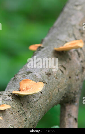 Pilze wachsen auf einem abgestürzten Baumstamm. Stockfoto