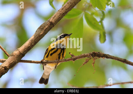 Magnolia Warbler (Setophaga Magnolie), männliche während der Frühjahrswanderung. Stockfoto