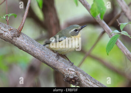 Weiblicher schwarzer-throated blaue Grasmücke (Setophaga Caerulescens) in den Bäumen. Stockfoto