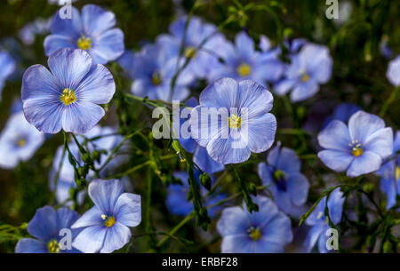 Wilder Blauflachs, Prärie-Flachs Linum lewisii-Blüten Stockfoto