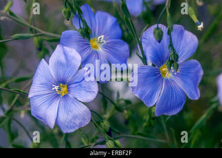 Wilder Blauer Flachsblume Prairie Flax Linum lewisii Stockfoto