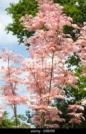 Toona Sinensis 'Flamingo', RHS Wisley Garden, Surrey, England, UK Stockfoto