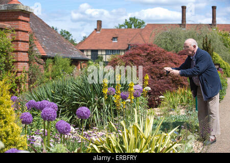 Allium Globemaster, im ummauerten Garten im RHS Wisley Garden, Garten der Royal Horticultural Society in Wisley, Surrey, UK Stockfoto