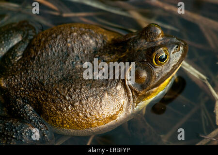 Ein amerikanischer Ochsenfrosch in einem Teich. Stockfoto