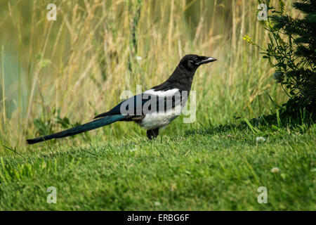 Schwarz-billed Magpie Wandern in Rasenfläche neben bewachsenen Feld. Stockfoto
