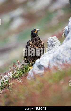 Gekerbten Karakara Phalcoboenus Australis, Erwachsene auf Moorland, Steeple Jason Island, Falkland-Inseln im Dezember. Stockfoto