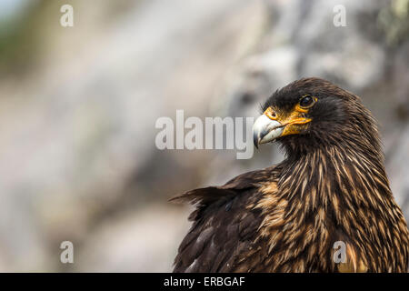 Gekerbten Karakara Phalcoboenus Australis, Erwachsene Kopfprofil, Steeple Jason Island, Falkland-Inseln im Dezember. Stockfoto