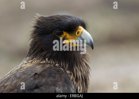 Den Kopf gestreift Karakara Phalcoboenus Australis, Profil, New Island, Falkland-Inseln im Dezember. Stockfoto