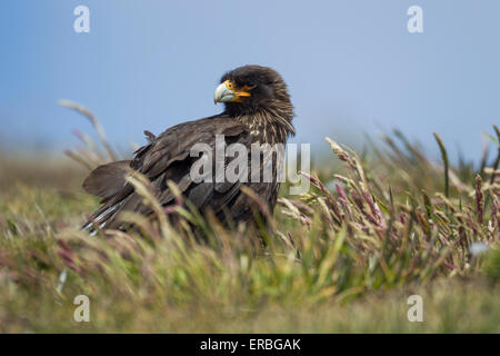 Gekerbten Karakara Phalcoboenus Australis, Erwachsene thront unter Grünland, New Island, Falkland-Inseln im Dezember. Stockfoto