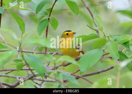 Wilson's Warbler (Cardellina Pusilla) während der Frühjahrswanderung Stockfoto