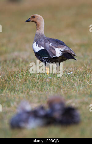 Hochland Gans Chloephaga Picta Leucoptera, erwachsenes Weibchen, Wandern in Grünland, New Island, Falkland-Inseln im Dezember. Stockfoto