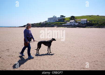 Fuß einen Windhund am Strand von Bigbury-sur-Mer. Burgh Island und das Art-Déco-Burgh Island Hotel im Hintergrund Stockfoto