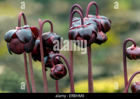 Sarracenia purpurea Purple Krug Pflanze Blumen Stockfoto