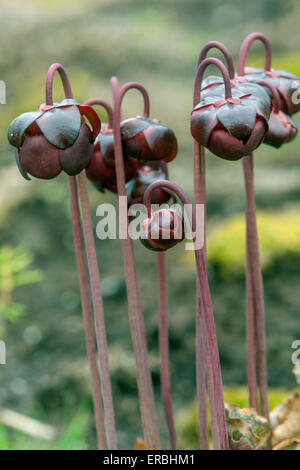 Sarracenia purpurea Purple Krug Pflanze blühend Stockfoto