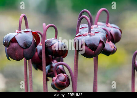 Kannenpflanze, Sarracenia purpurea Blumen Stockfoto