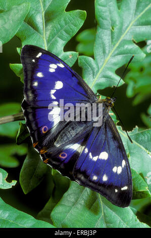 Lila Kaiser - Apatura iris Stockfoto