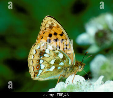 Hohe braune Fritiallary - Fabriciana adippe Stockfoto