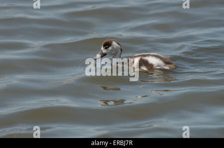 Brandgans Entlein-Tadorna Tadorna schwimmt. Frühling. UK Stockfoto