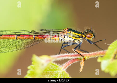 große rote Damselfly (Pyrrhosoma Nymphula) Erwachsenen ruht auf Nessel Vegetation, Norfolk, England, Vereinigtes Königreich Stockfoto