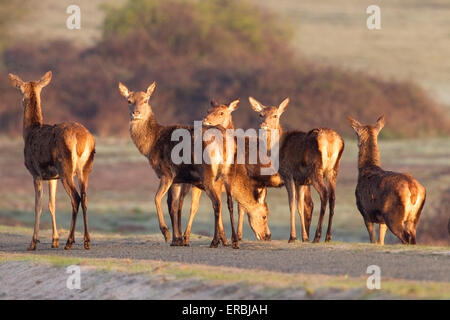 Rothirsch (Cervus Elaphus) Herde der Weibchen auf kurzen Vegetation, Suffolk, England, Vereinigtes Königreich Stockfoto