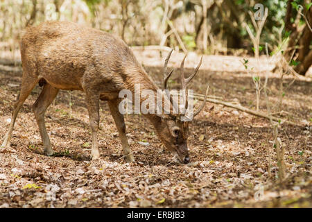 Timor-Hirsch (Rusa Timorensis) Erwachsene in der dichten Vegetation, Insel Komodo, Indonesien Stockfoto