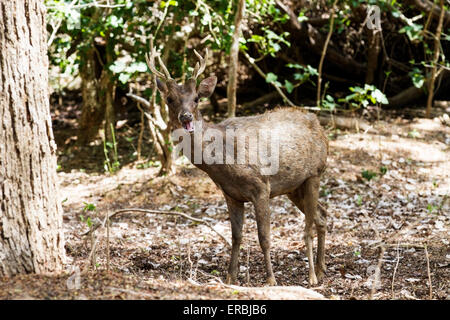 Timor-Hirsch (Rusa Timorensis) Erwachsene in der dichten Vegetation, Insel Komodo, Indonesien Stockfoto