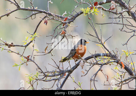 Amerikanischer Robin (Turdus Migratorius) in einem Baum. Stockfoto