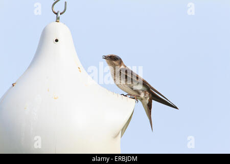 Lila Martin (Progne subis) auf getrocknete und bemalten Kürbis als eine Verschachtelung Speicherort verwendet. Stockfoto