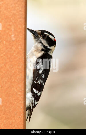 Dunenspecht (Picoides Pubescens) auf feeder Stockfoto