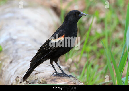 Erwachsene männliche Red-winged Amsel Agelaius phoeniceus Stockfoto