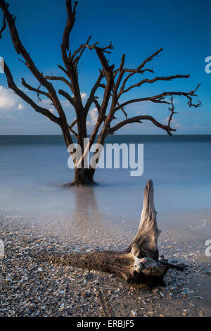 Frühen Morgenlicht über den Boneyard Strand von Botany Bay in Edisto Island, South Carolina. Der Atlantik hat langsam den Küstenwald durch natürliche Erosion hinterlässt Kadaver toter Bäume verbraucht. Stockfoto