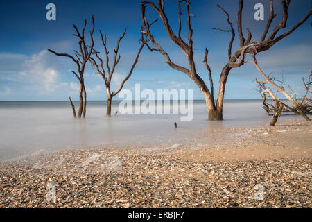 Frühen Morgenlicht über den Boneyard Strand von Botany Bay in Edisto Island, South Carolina. Der Atlantik hat langsam den Küstenwald durch natürliche Erosion hinterlässt Kadaver toter Bäume verbraucht. Stockfoto