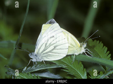 Rapsweißling - Pieris napi Stockfoto